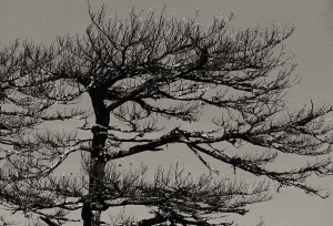 Mon-Arbre